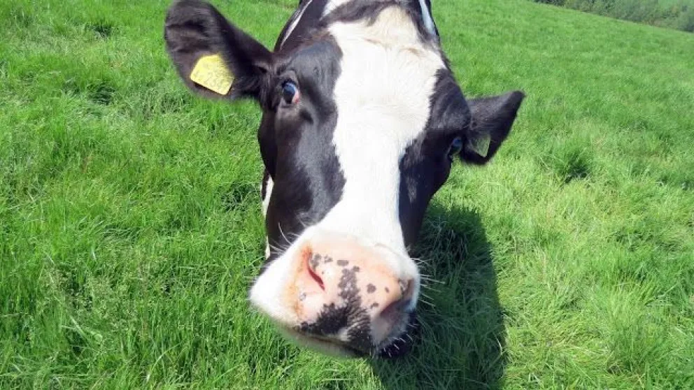 Insólito: se casó con una vaca porque cree que su esposo reencarnó en el animal