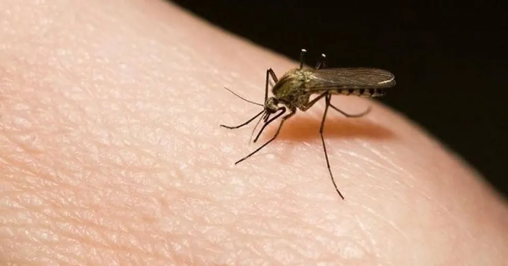 Los mejores trucos caseros para mantener a los mosquitos alejados