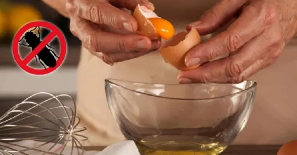 Aprende a utilizar las claras de huevo para ahuyentar insectos