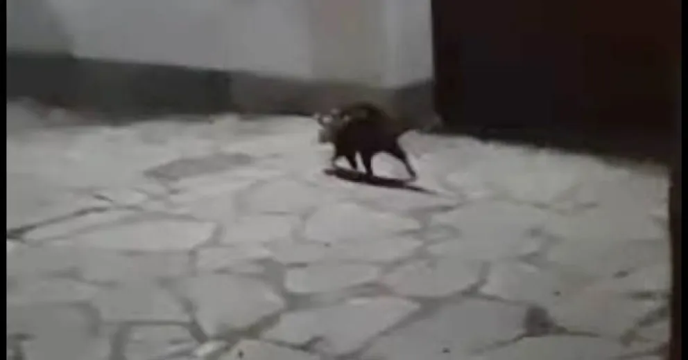 Alto bicho paseando por el centro de Viedma: mirá el video