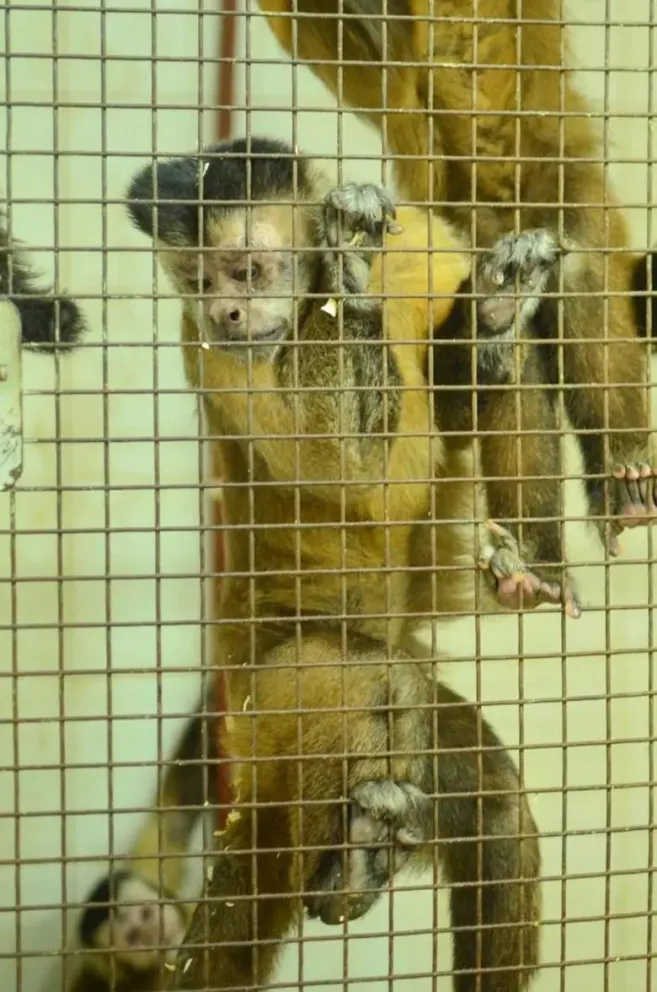 Terrible: 74 monos utilizados en investigación esperan traslado a santuario