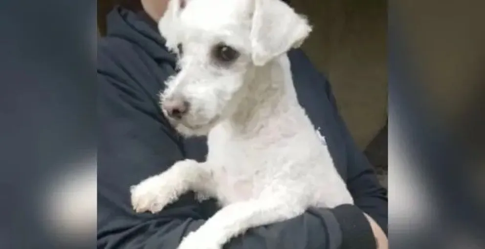 Llevo a su perro a bañar a una veterinaria, se equivocaron y le devolvieron otro perro 