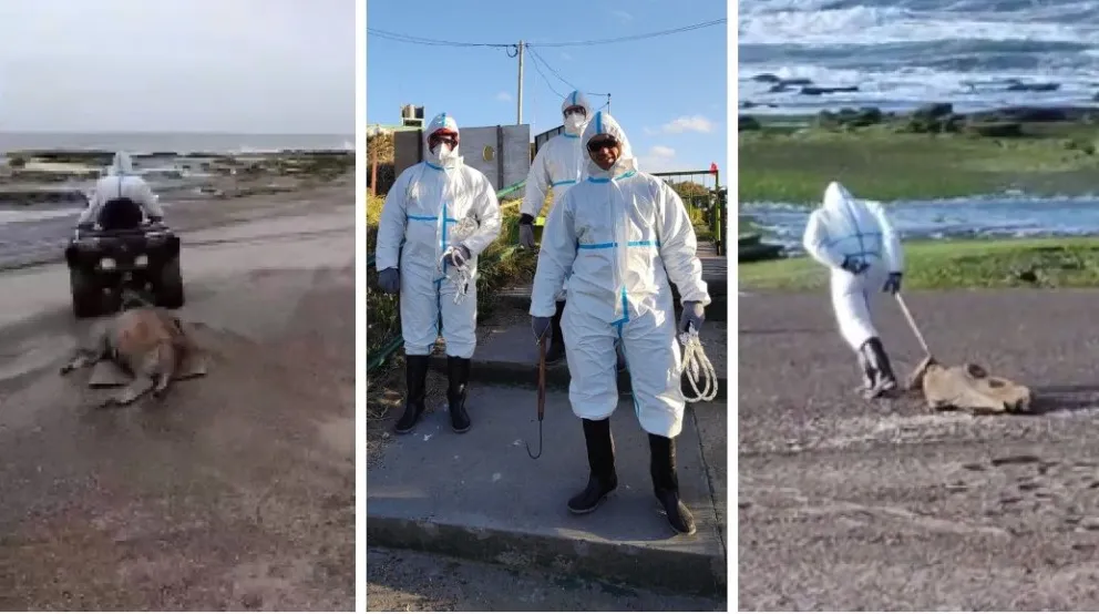 Siguen los trabajos en La Lobería para sacar los lobos muertos: qué se hizo en las últimas horas y qué pasará con la temporada