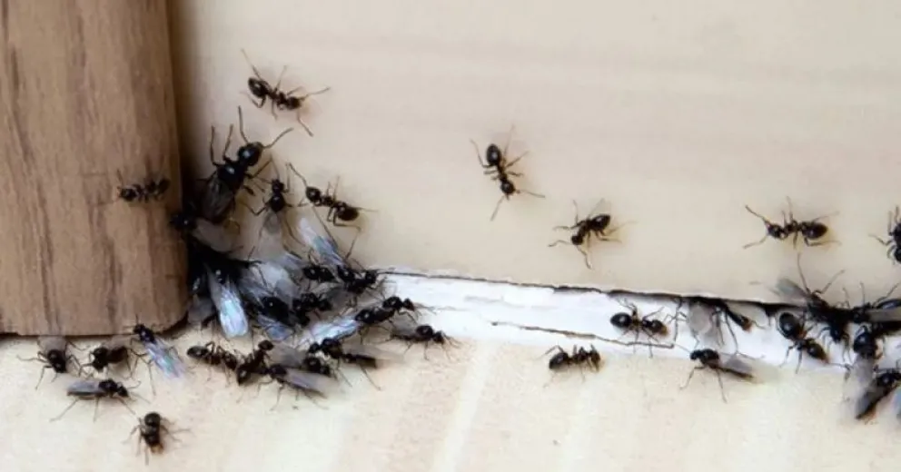 Adiós hormigas: trucos caseros para erradicarlas