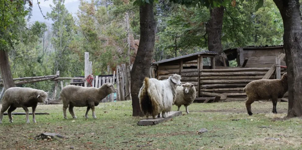 Proponen nueva norma por las tierras fiscales en Río Negro