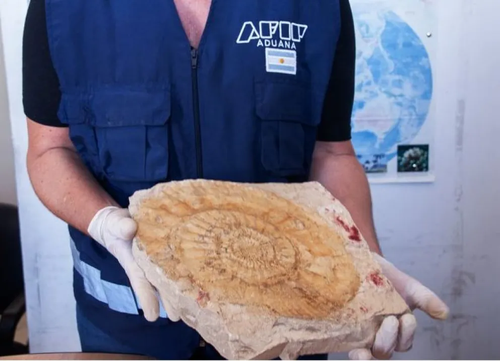 Millonaria carga de fósiles vuelve a la provincia tras frenarse un contrabando a España