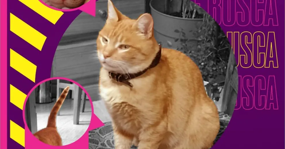 Búsqueda implacable de un gatita que debe viajar al exterior: ofrecen 100 mil pesos de recompensa