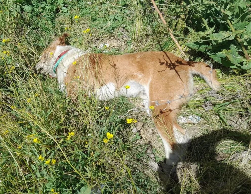 Un perro muerto y alerta en la costanera es la marca del horror por el envenenamiento 