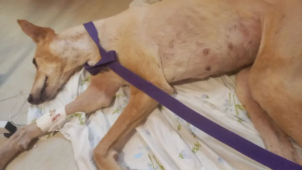 La dueña de una de las mascotas envenenadas en la costanera hizo su descargo: “Si lo agarra una criatura se muere”