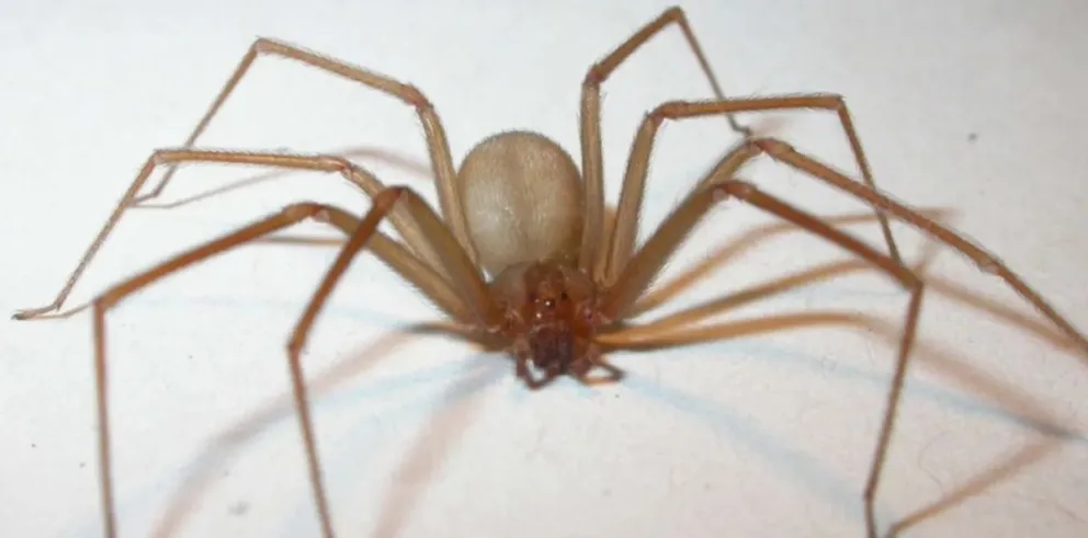 Con el alarmante último informe no está para hacerse el “Spiderman”