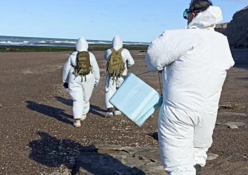 Descendió notablemente la cantidad de lobos muertos en las playas de la zona