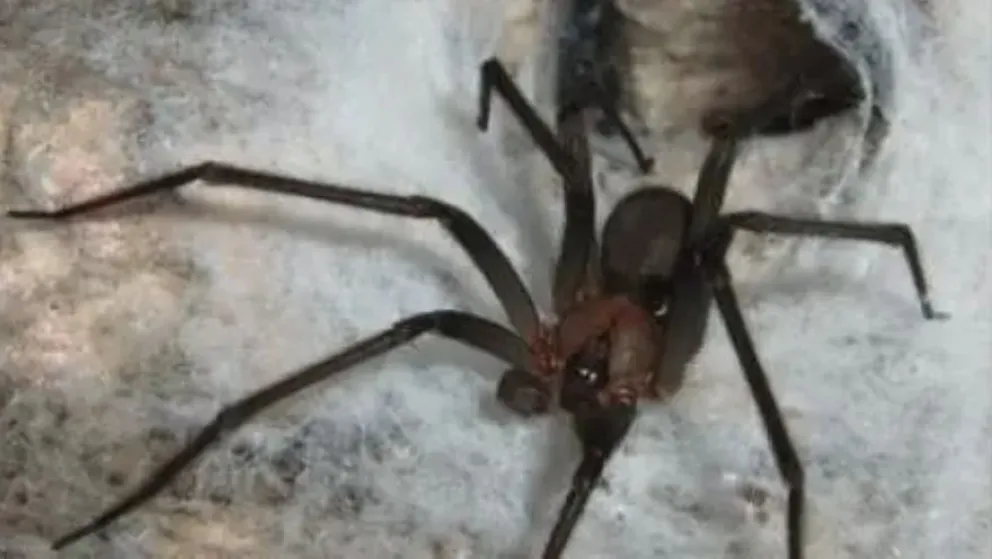 Picaduras de arañas: medidas de prevención para tener en cuenta