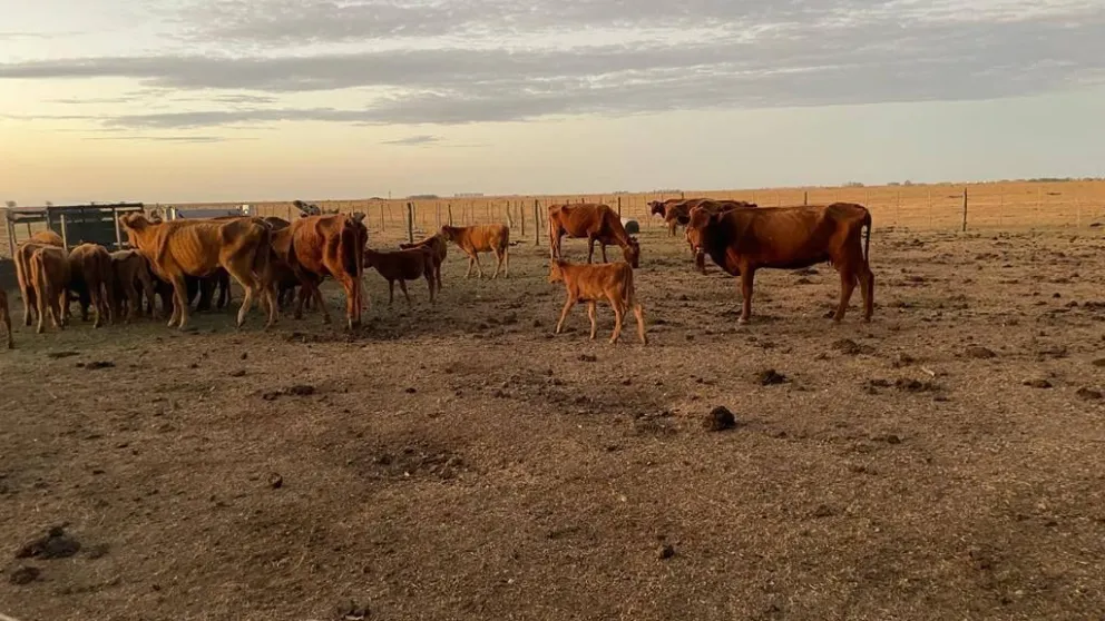 Tabaré Bassi y la sequía en la región: “Es muy angustiante”