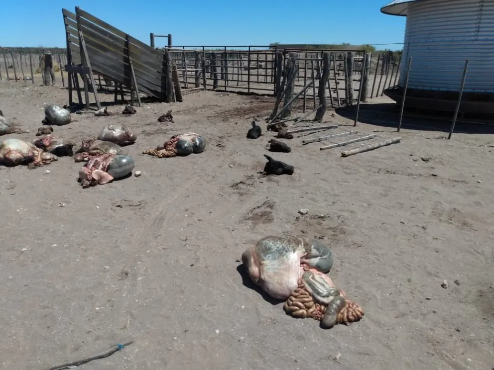 Violento ataque de cuatreros: faenaron clandestinamente 19 vacunos en una noche