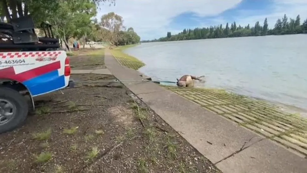Apareció una vaca muerta flotando en el río Negro y es la tercera de la semana 