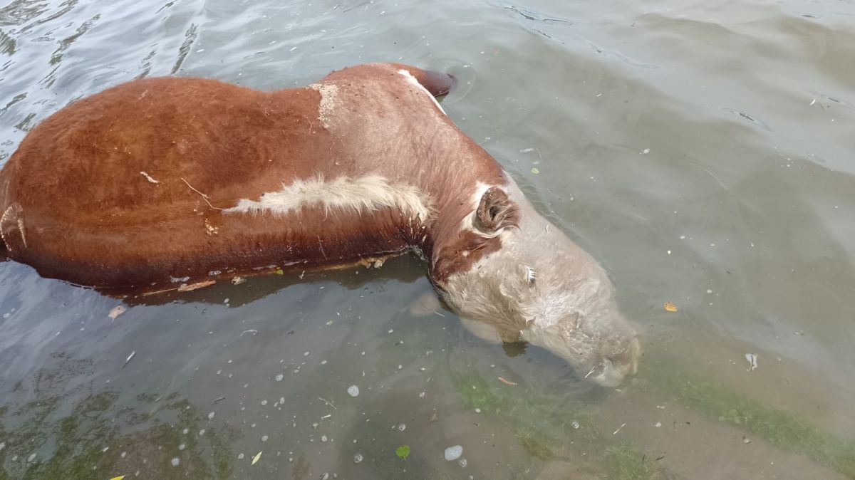 Apareció Una Vaca Muerta Flotando En El Río Negro Y Es La Tercera De La ...