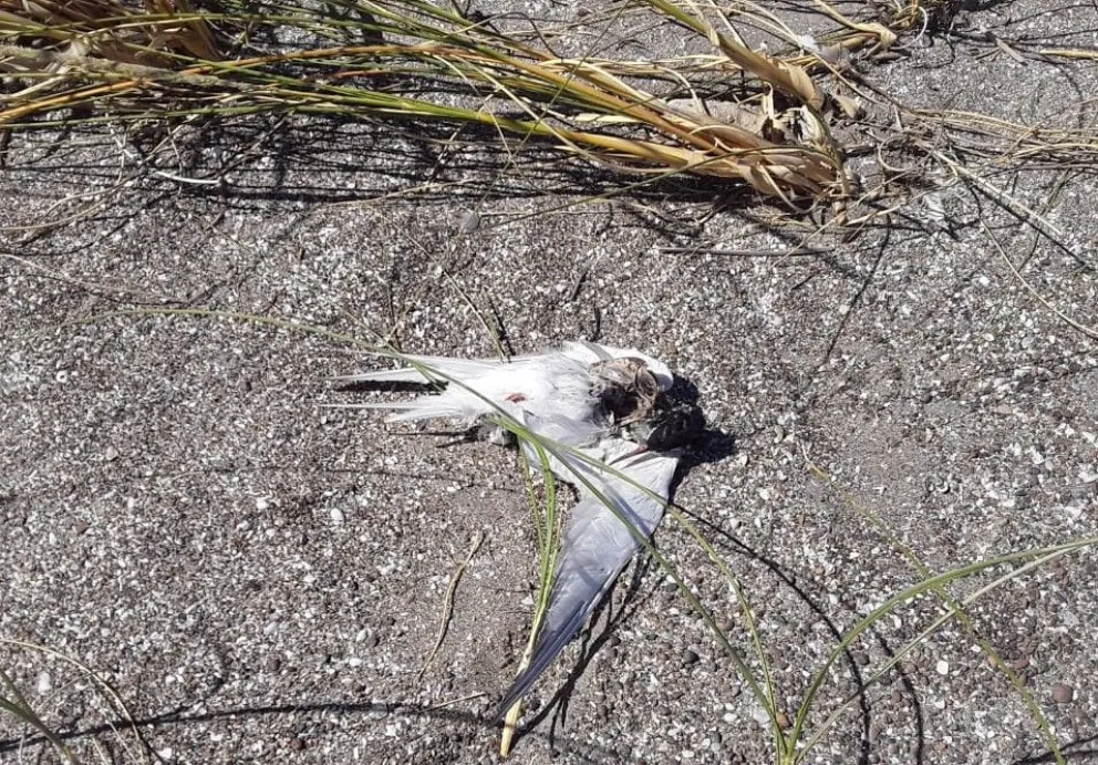  La gripe aviar causó estragos y encontraron hasta un jabalí muerto