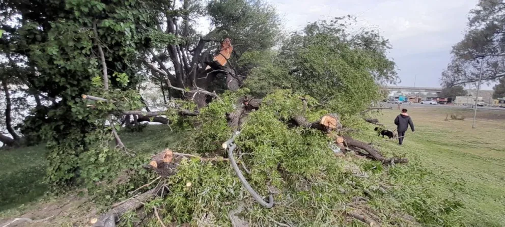 Lo que el viento nos dejó: vegetación en el piso y cables cortados