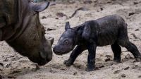 Nació un rinoceronte de Sumatra, una especie en peligro de extinción 