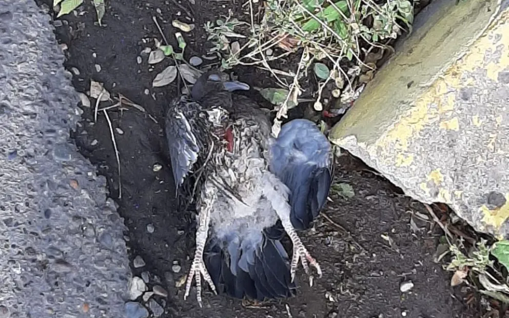 Los usuarios del centro y costanera estuvieron 40 minutos sin luz