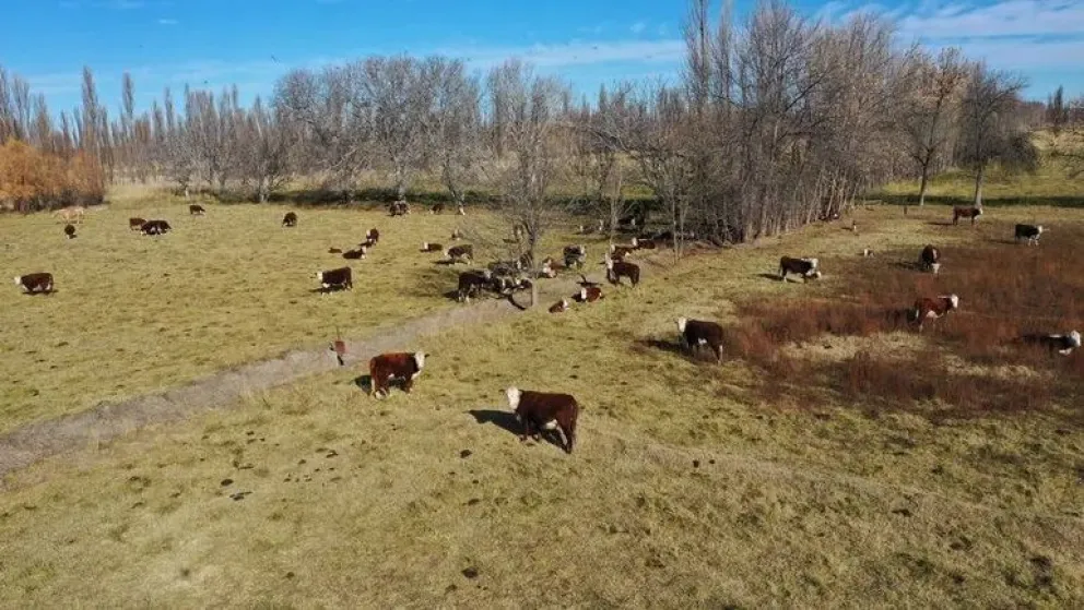 Productores ruegan a todos los santos que haya lluvia