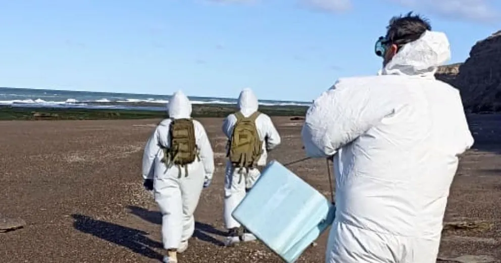 Influenza aviar: buenas noticias para La Lobería