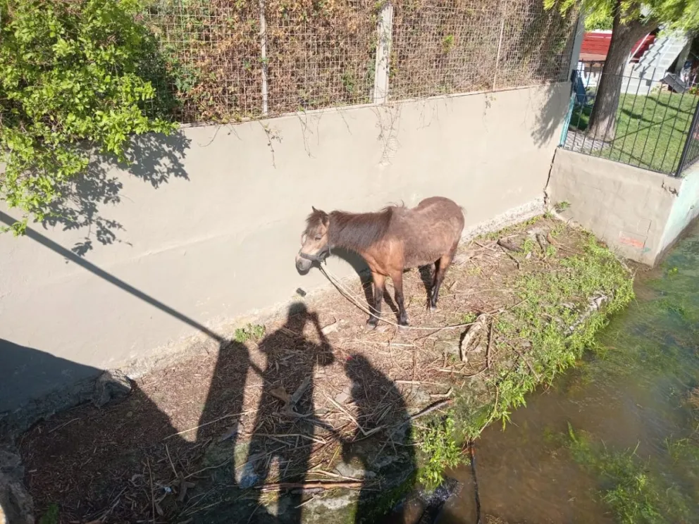 Un caballo quedó encerrado por la marea y saltó una alerta a Defensa Civil 