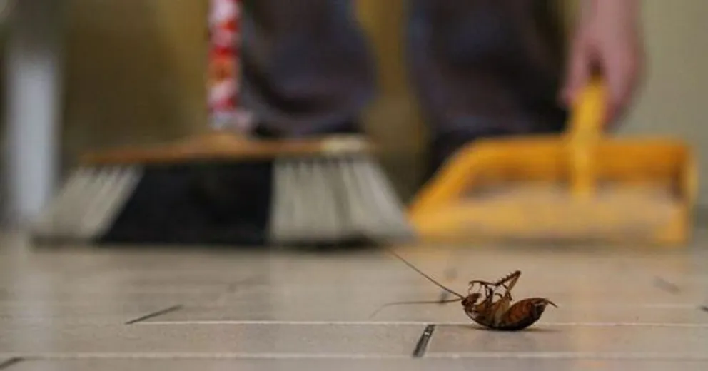 Qué soluciones caseras existen para  un verano sin cucarachas