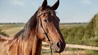 Le robaron un animal a un reconocido vecino de Viedma: “Se ve clarito a dónde pasa el caballo”