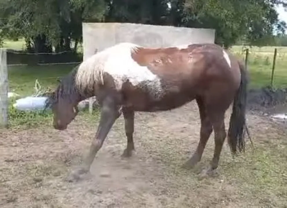 Video: hay un caso sospechoso de encefalomielitis equina en Viedma