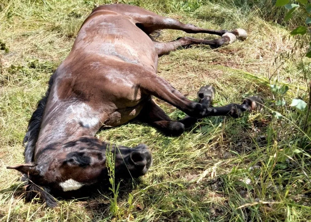 Aman, sobre el caso de encefalomielitis En Viedma: qué se sabe, recomendaciones y cuándo llega la vacuna 