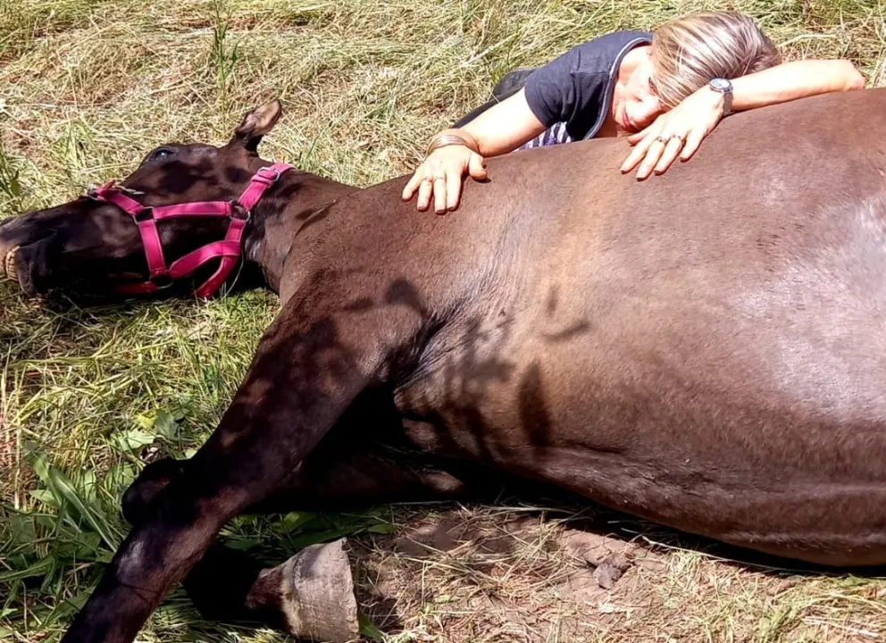 Dueña de la yegua que murió con signos de encefalomielitis: "En pocas horas ya estaba tumbada, no hubo nada que hacer"