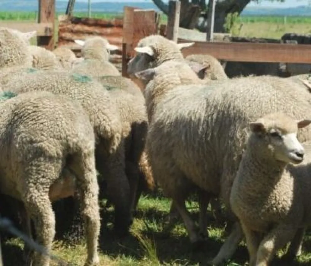 Los cuatreros volvieron a atacar en campos cercanos a Viedma