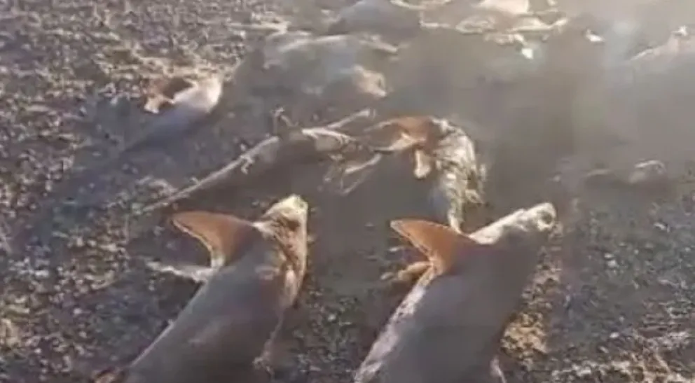 Los tiburones están en peligro y regulan la pesca