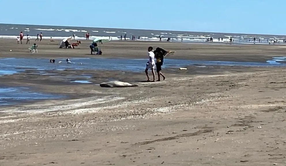 Increíble escena en El Cóndor: pese a la gripe aviar, un lobo marino fue la atracción de personas y perros