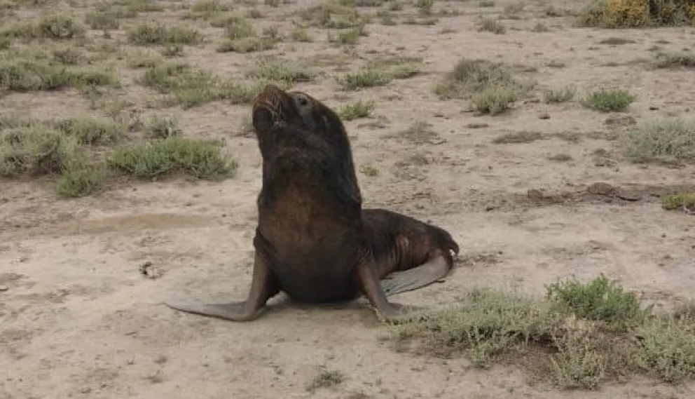 Sorpresa en El Cóndor: apareció un lobo marino en un campo costero