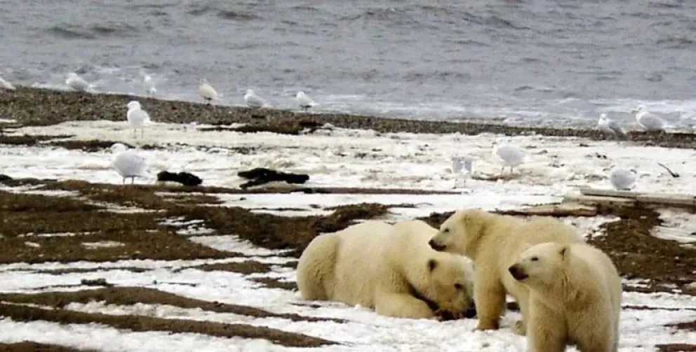 Verano ardiente en el Ártico: el más caluroso de la historia