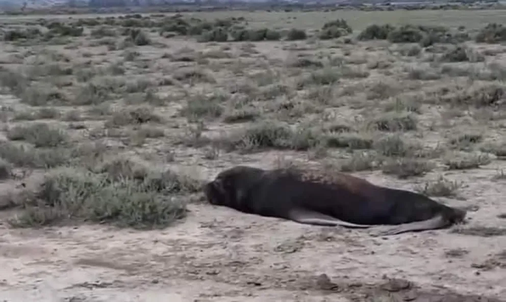 "Se nos rieron cuando avisamos”: dejaron morir al lobo marino que apareció en un campo 