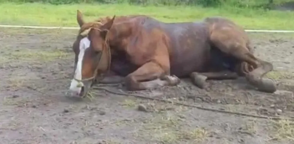 Confirman dos casos de encefalomielitis equina en Viedma