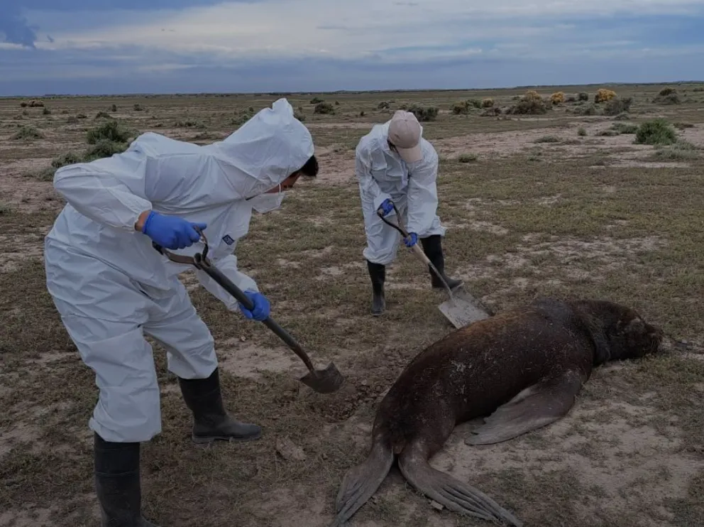 Enterraron al lobo marino muerto en un campo cerca de El Cóndor