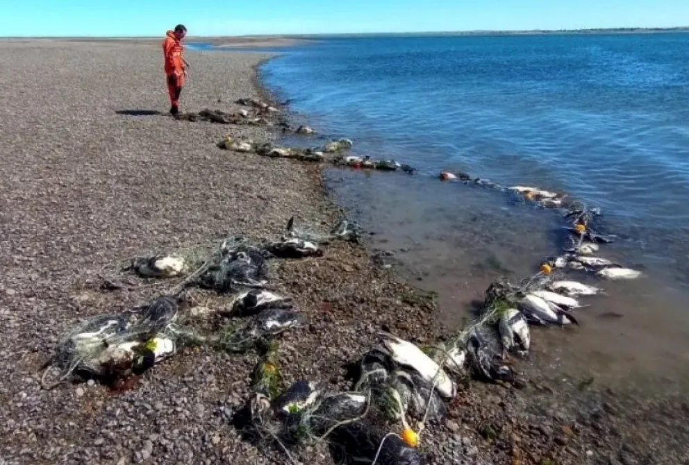 Tragedia en las costas de Santa Cruz: 138 pingüinos muertos por pesca ilegal