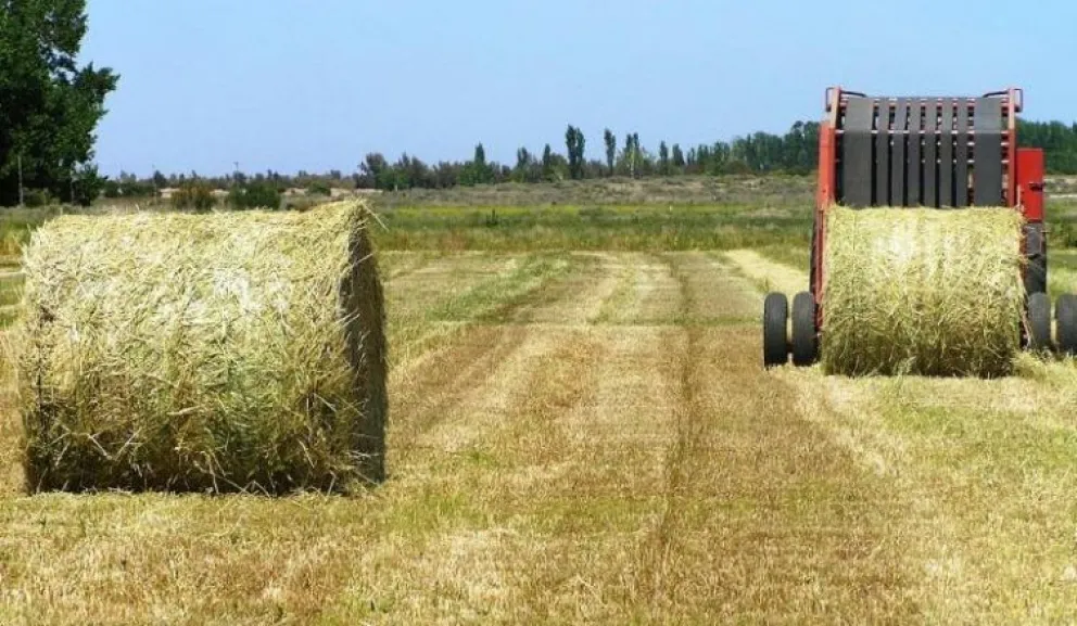 El IDEVI proyecta un crecimiento en la producción, entre avellanas y alfalfa 