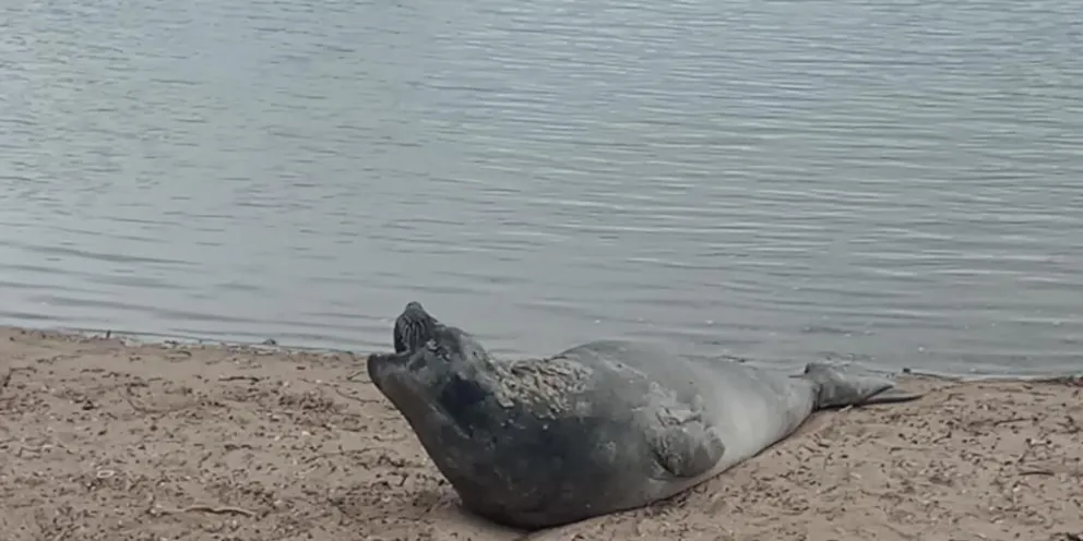 Rescataron a un elefante marino tras un arduo trabajo en Las Grutas