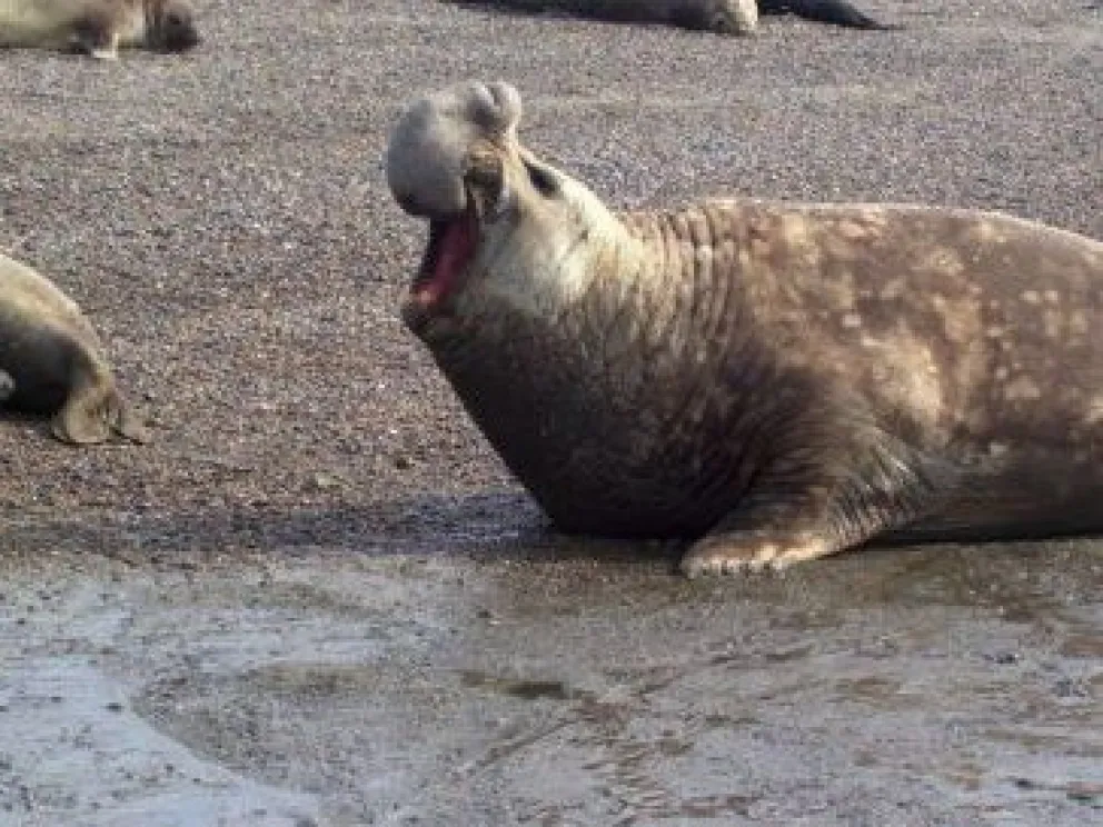 Aparece un elefante marino y piden "zona de exclusión"