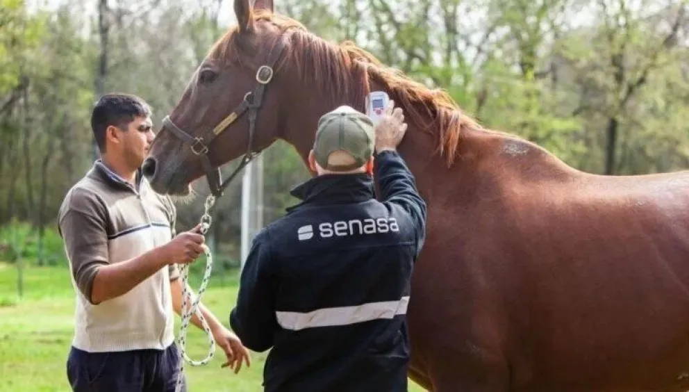 Alta médica para el primer paciente diagnosticado con encefalitis equina 