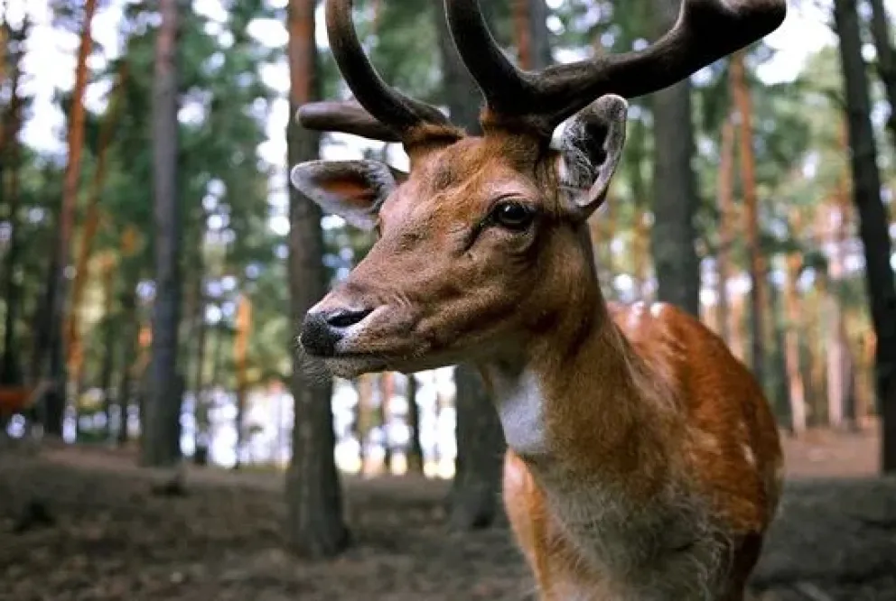 La enfermedad del ciervo zombie se propaga sin control: ¿Pueden contagiarse los humanos?