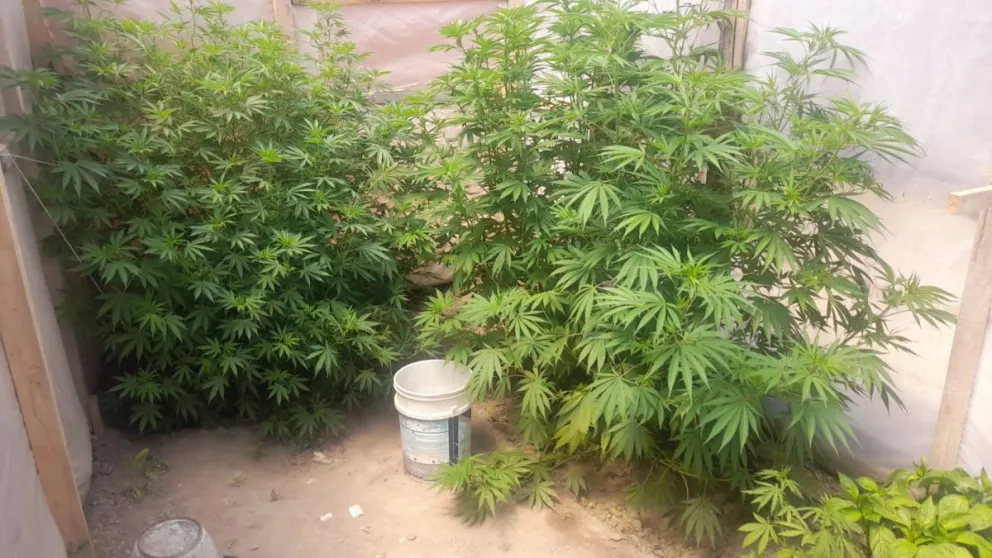 Un invernadero de marihuana fue destruido tras allanamientos en el Loteo Silva