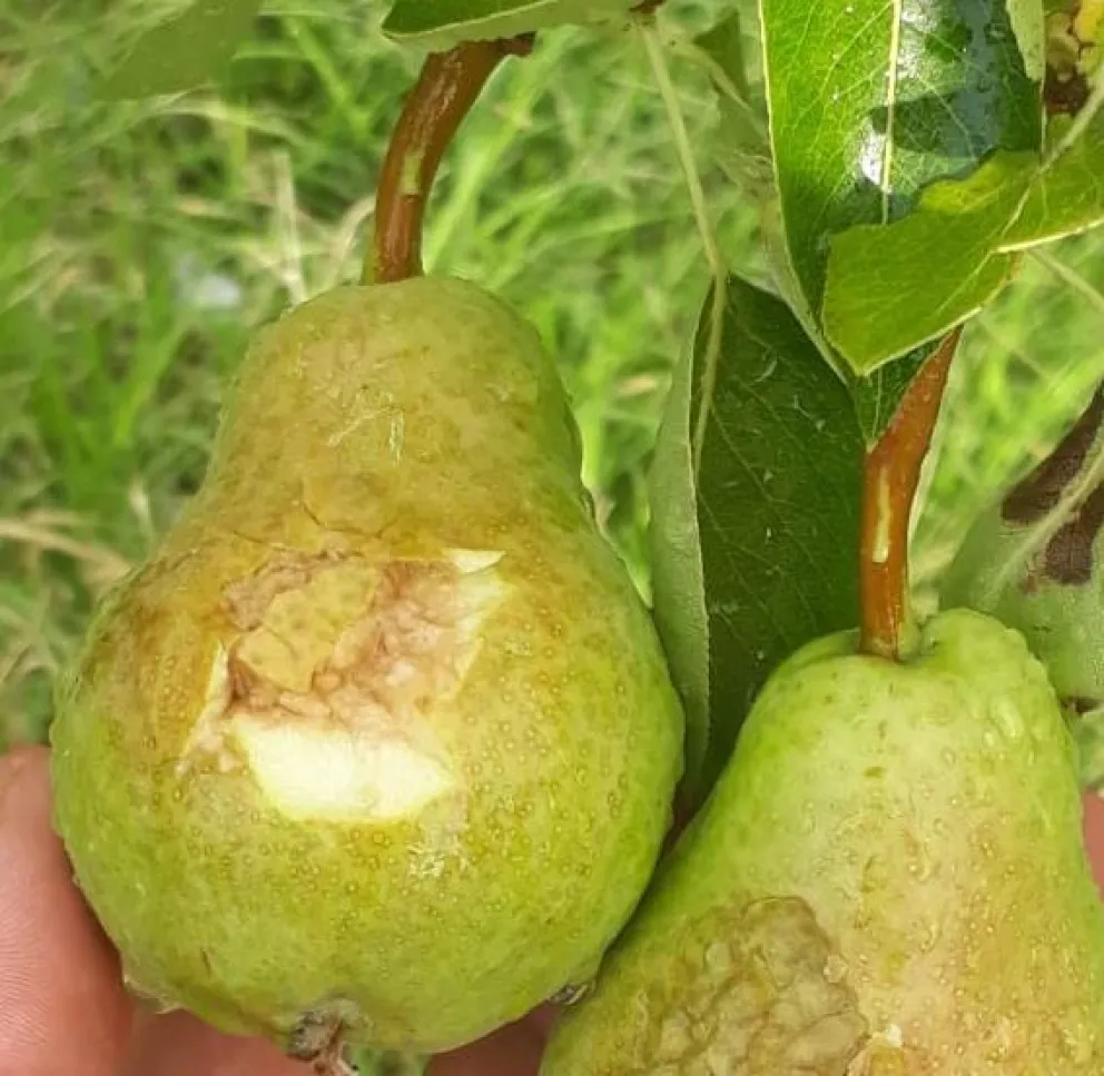 Terrible tormenta destruyó plantaciones y anunciaron ayuda oficial