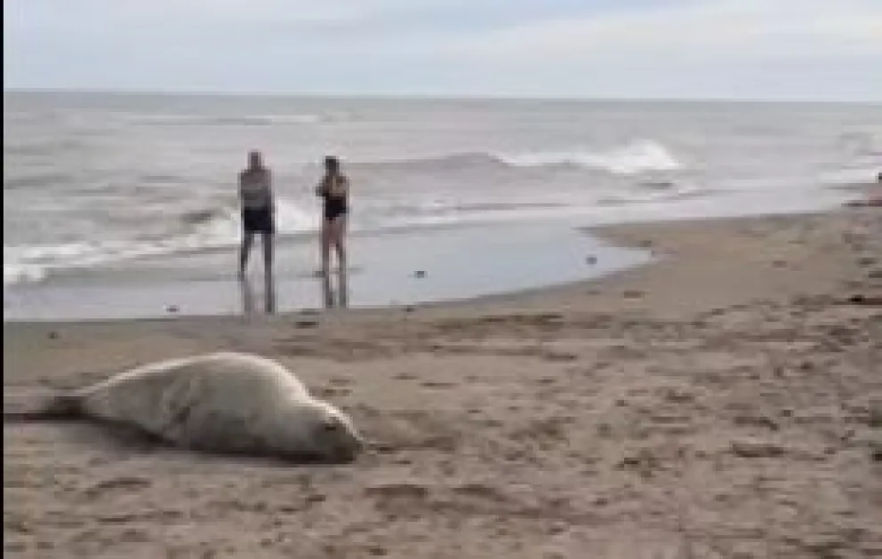 Entre el peligro por la gripe aviar y la simpatía: un elefante marino acaparó la atención en El Cóndor