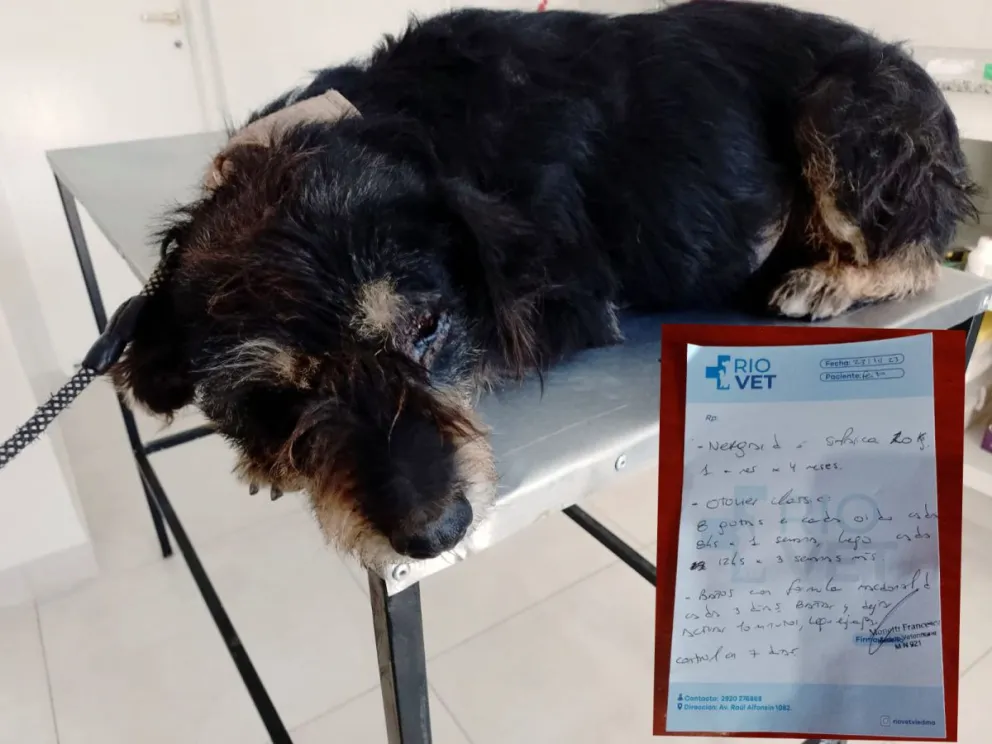 Proteccionistas de la Comarca tienen deudas cercanas a un millón de pesos por gastos veterinarios
